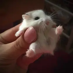 Hamster