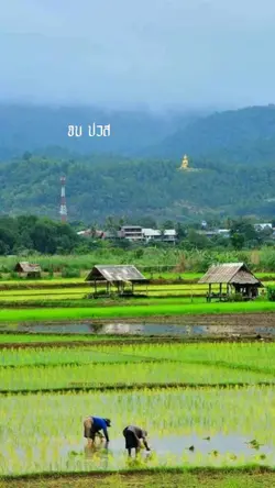 จบปวสไม่มีหรอก