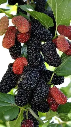 Mulberry ripe 