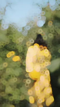 Mẫu slow chuyển màu