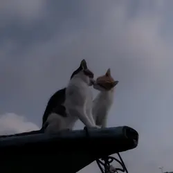 Love on top