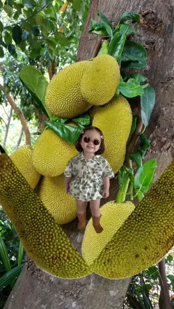 Bochil Nangka