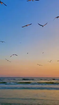 mentahan.video
