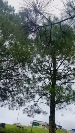 1 video/foto