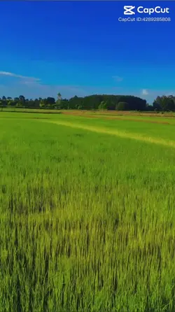 เสียงพิณ+ธรรมชาติ