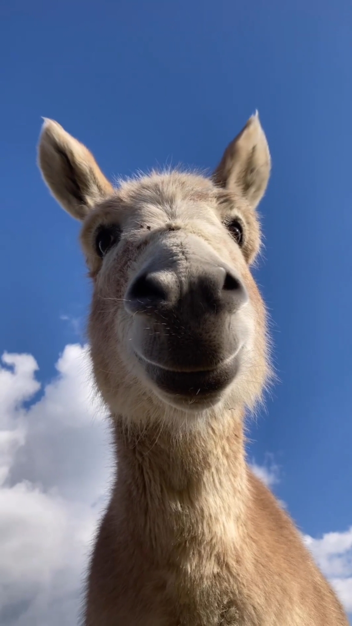 Hayvan