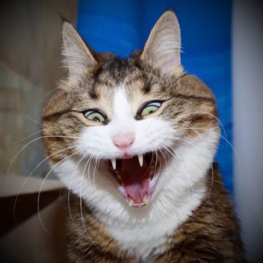 Meine Katze, meine Katze, meine Katze