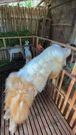 Cinematik kambing