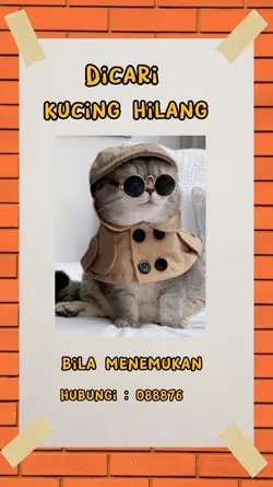 dicari kucing hilang