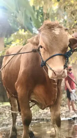 Idul Adha Qurban 