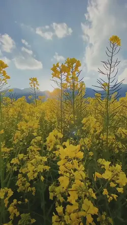 Slowmo Smooth