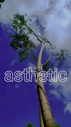 asthetic sinematik
