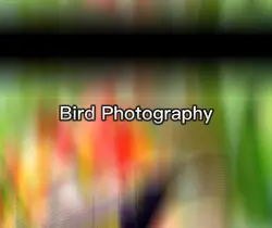 Bird Photography