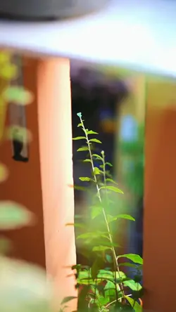 cinema yg kaliancari