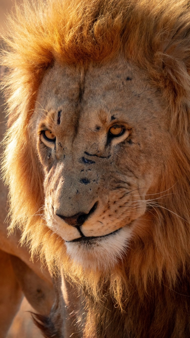 Rule 33, be the lion