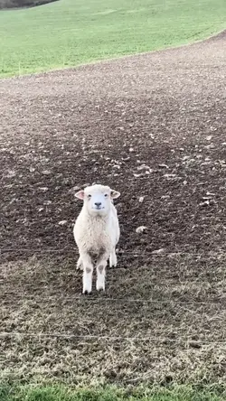 kambing diem sendiri