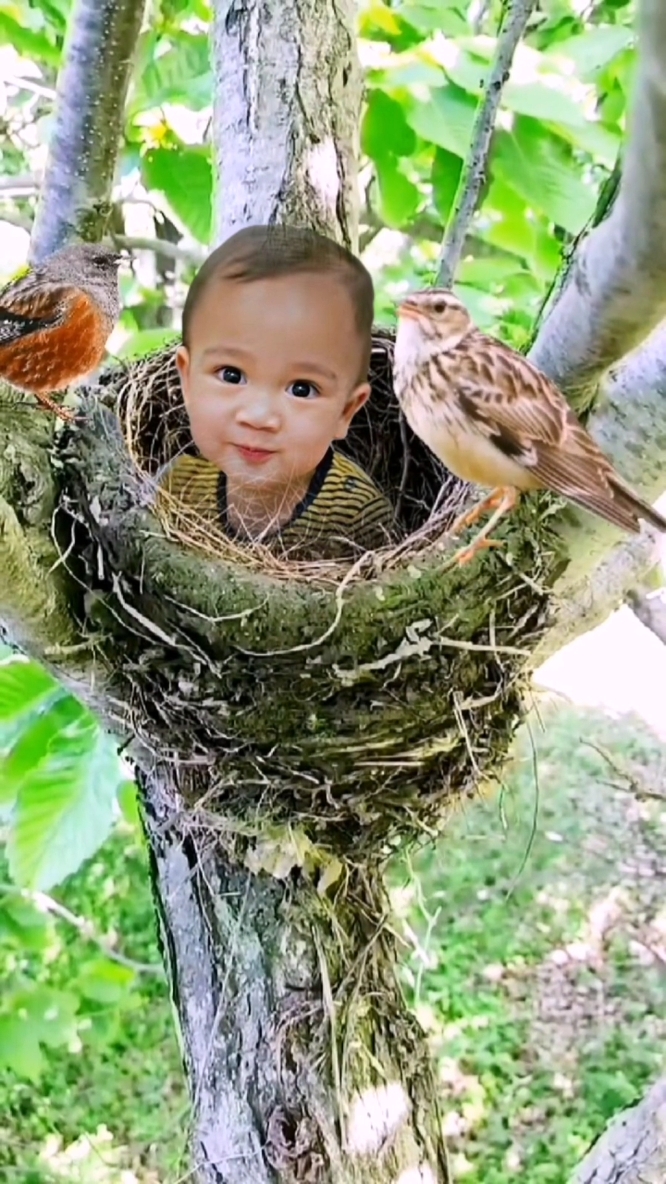 Anak Burung 