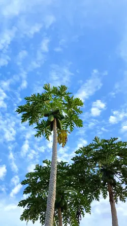 🍃