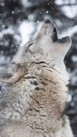 マルデルプロット