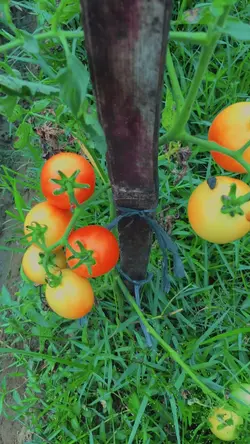 Berkebun 1 video