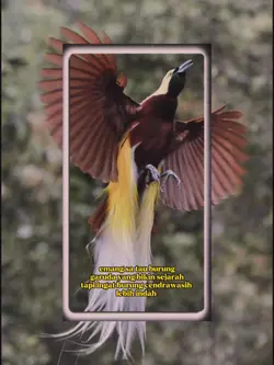 burung cendrawasih 