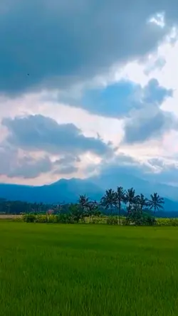 Pemandangan Sawah |