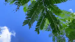 Cinematic hd jernih