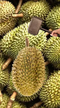 Durian Kocok ³
