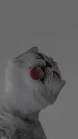 pap random kucing 
