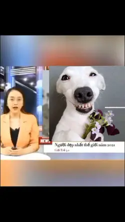 Mẫu troll bn bè