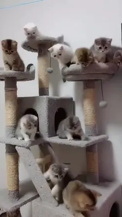kucing meow meow