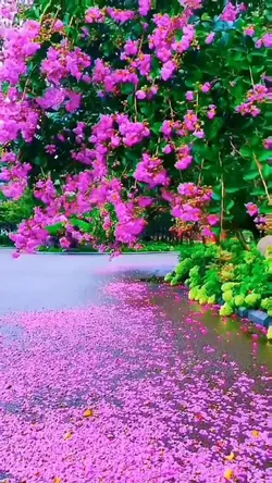 Nhạc Không Lời