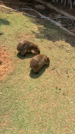 🐭