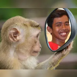 Mirip Monyet