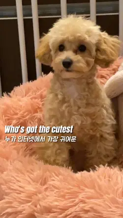 릴스유행