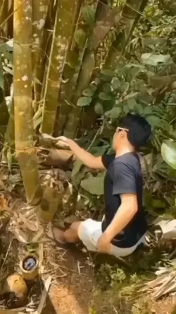 bamboo