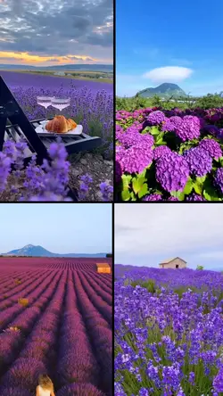 Yang suka ungu 💜..