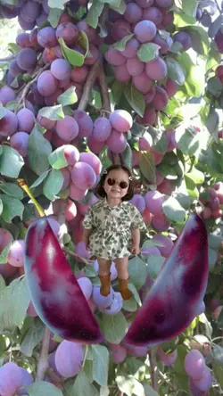 Bochil Buah Plum