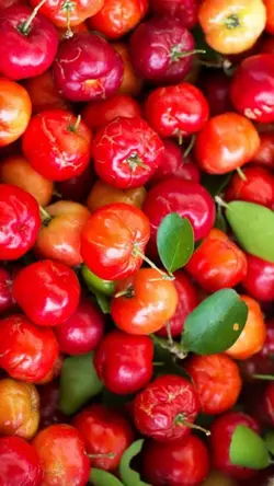Acerola Cherry
