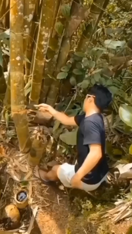 Bambu