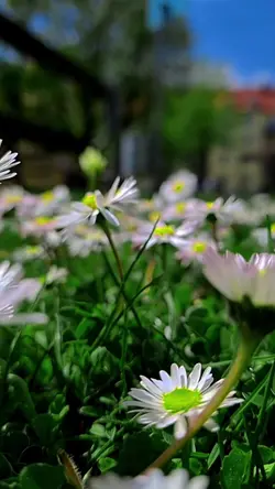 Slowmotion Aesthetic