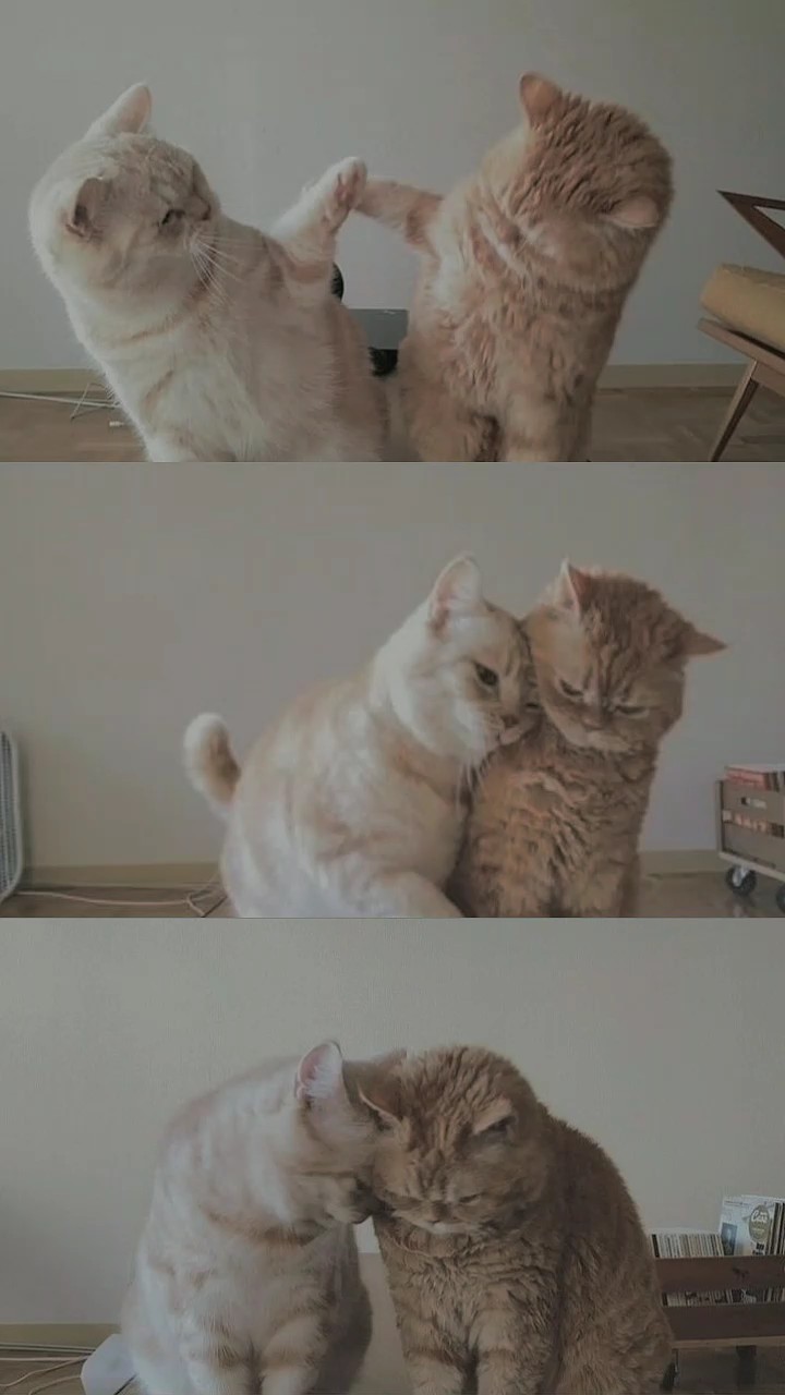 pasangan kucing