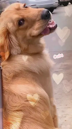 1 Vid động vật cutee