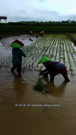 tanan padi