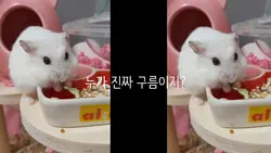 누가 진짜 구름이지?