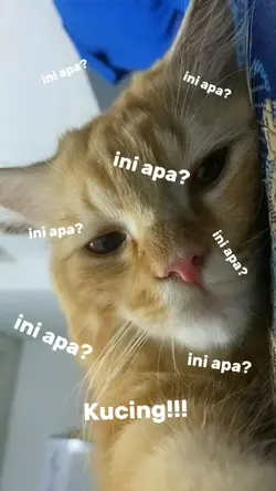 suara hati kucing