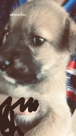 ทุกคนเคยร้องให้🖤