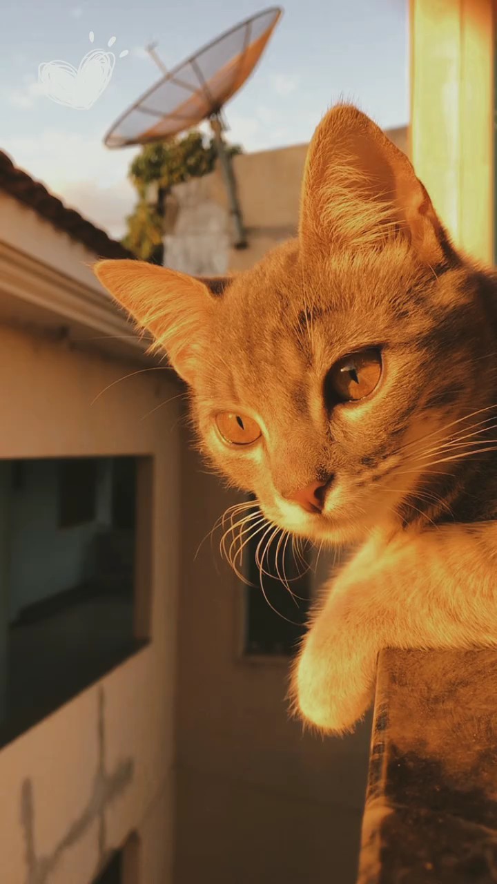 귀여운 고양이