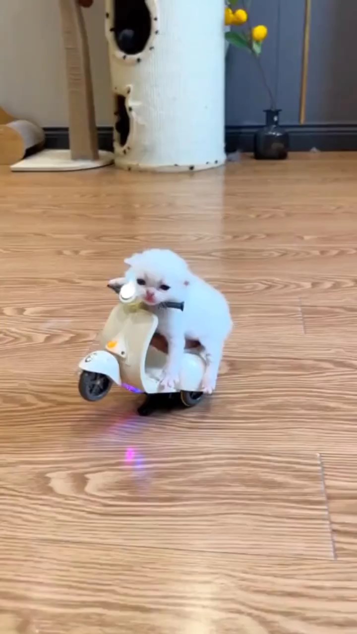Cat Rider
