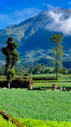 mentahan.video